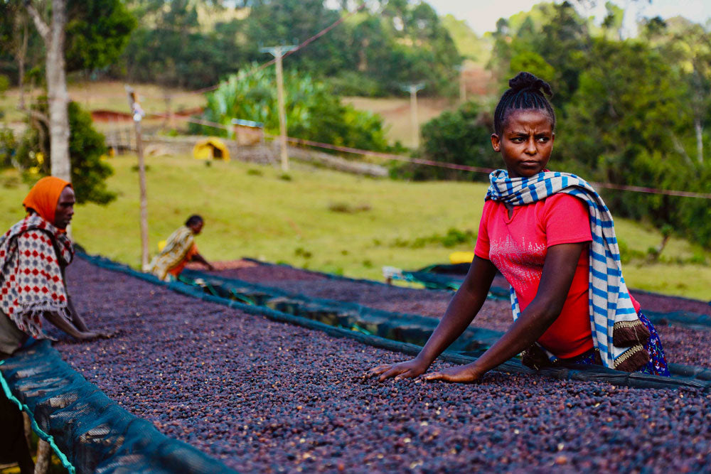 Women in coffee